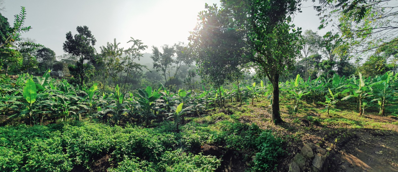 Hill Terrain View